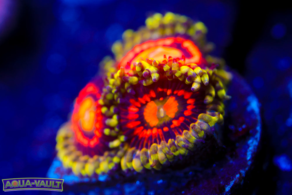 Rainbow Incinerator Zoa 2
