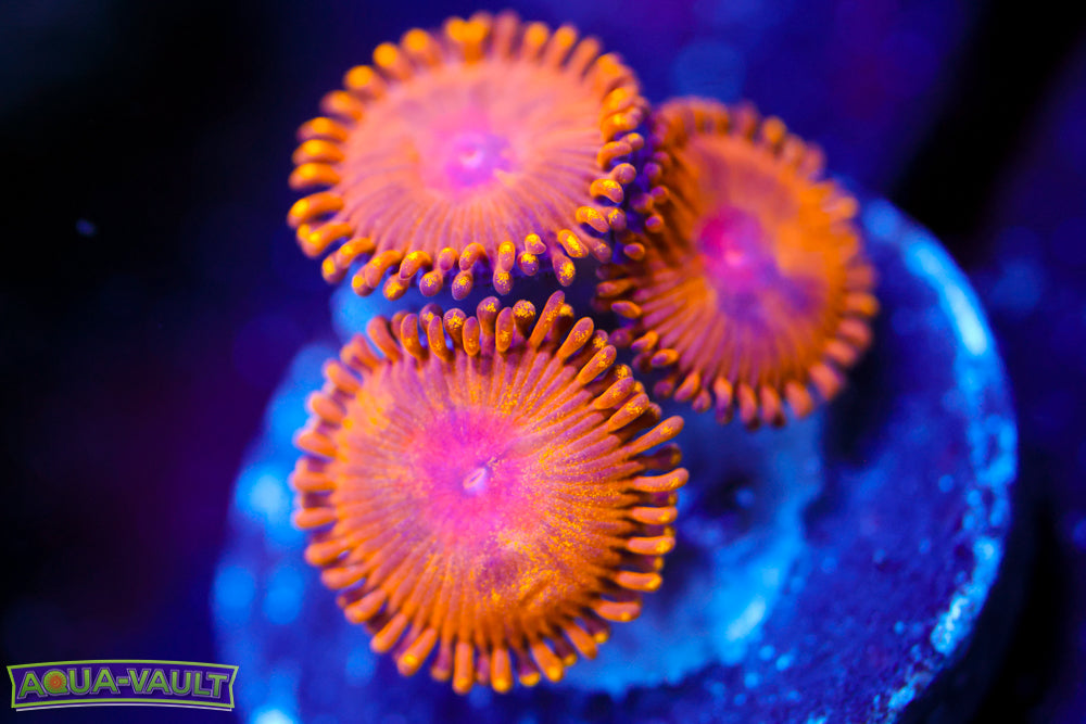 Golden Gods Zoa 2