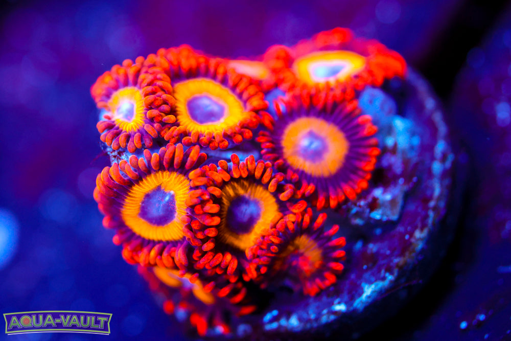 Fruit Loops Zoa 1