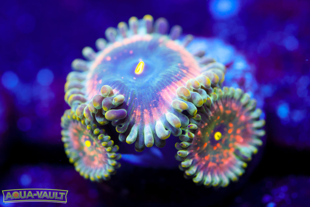 Hawaiian PE Zoa 1