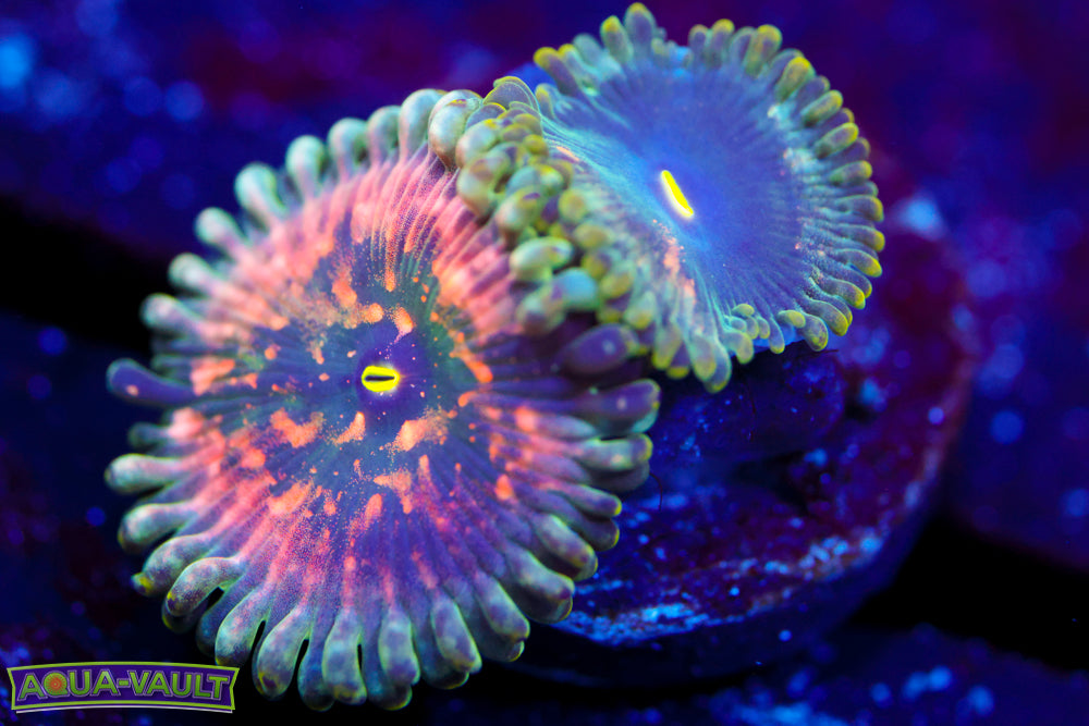Hawaiian PE Zoa 2