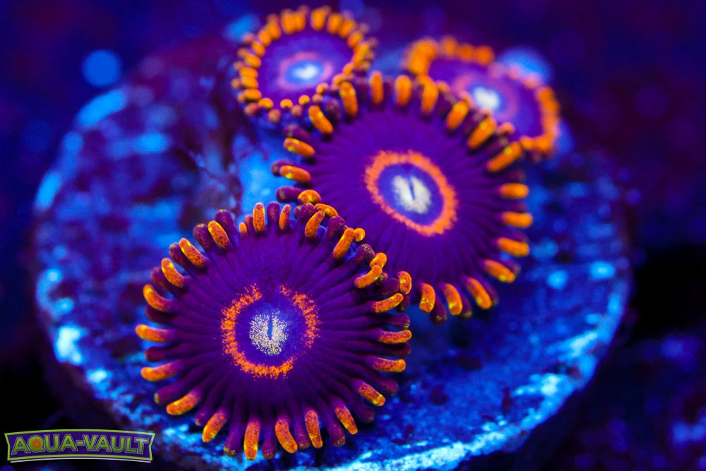 Blue Hornet Zoa 1