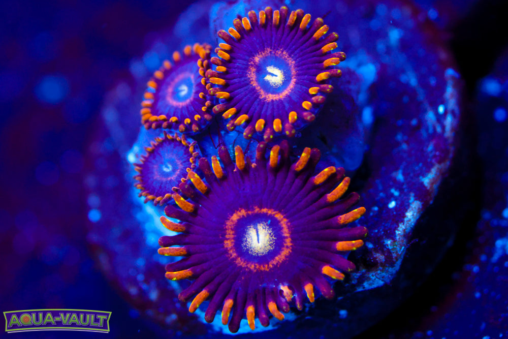 Blue Hornet Zoa 2