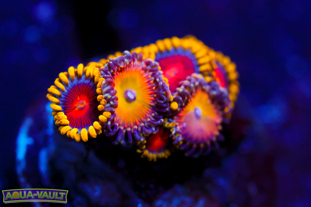 CC Super Saiyan + Rainbow Troll Zoa