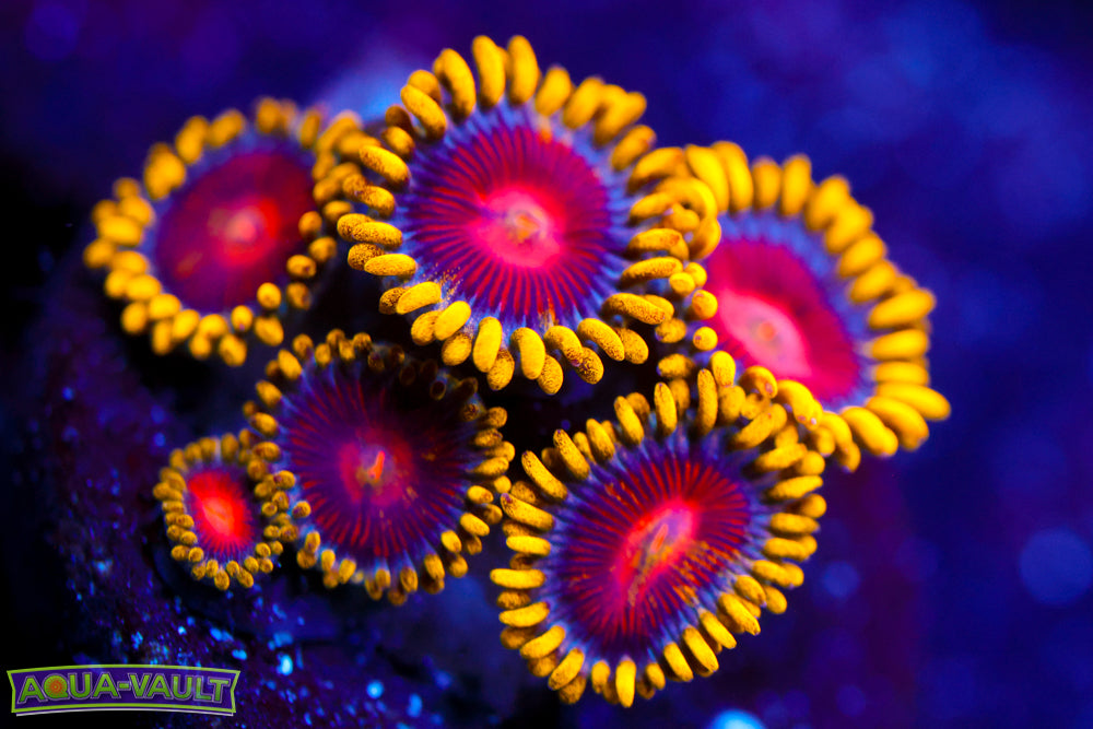 CC Super Saiyan Zoa