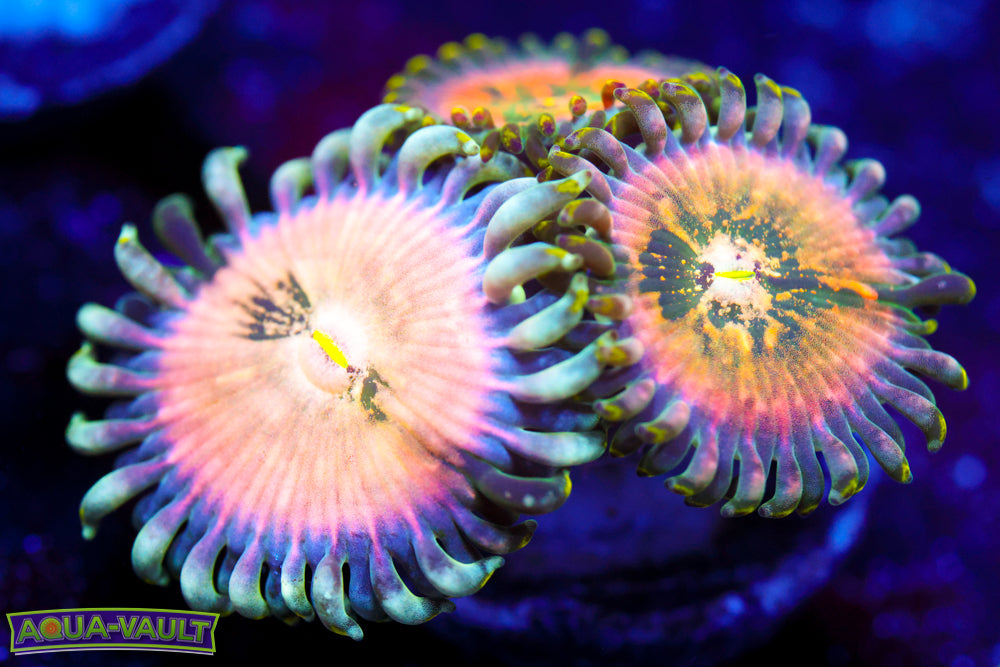 Cosmic Hawaiian Zoa 1