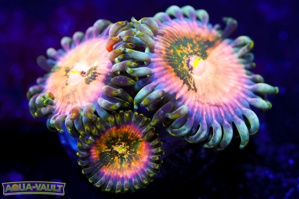 Cosmic Hawaiian Zoa 2