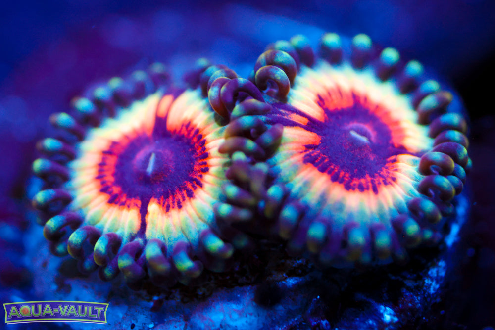 Solar Flare Zoa 1