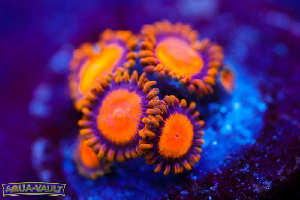 Sunflower Zoa 1