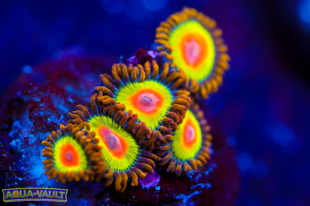 Rasta Zoa