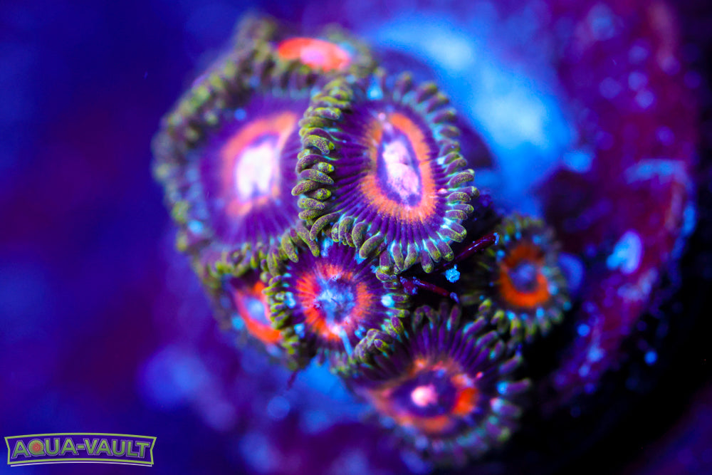 Ultra Nipple Zoa 1