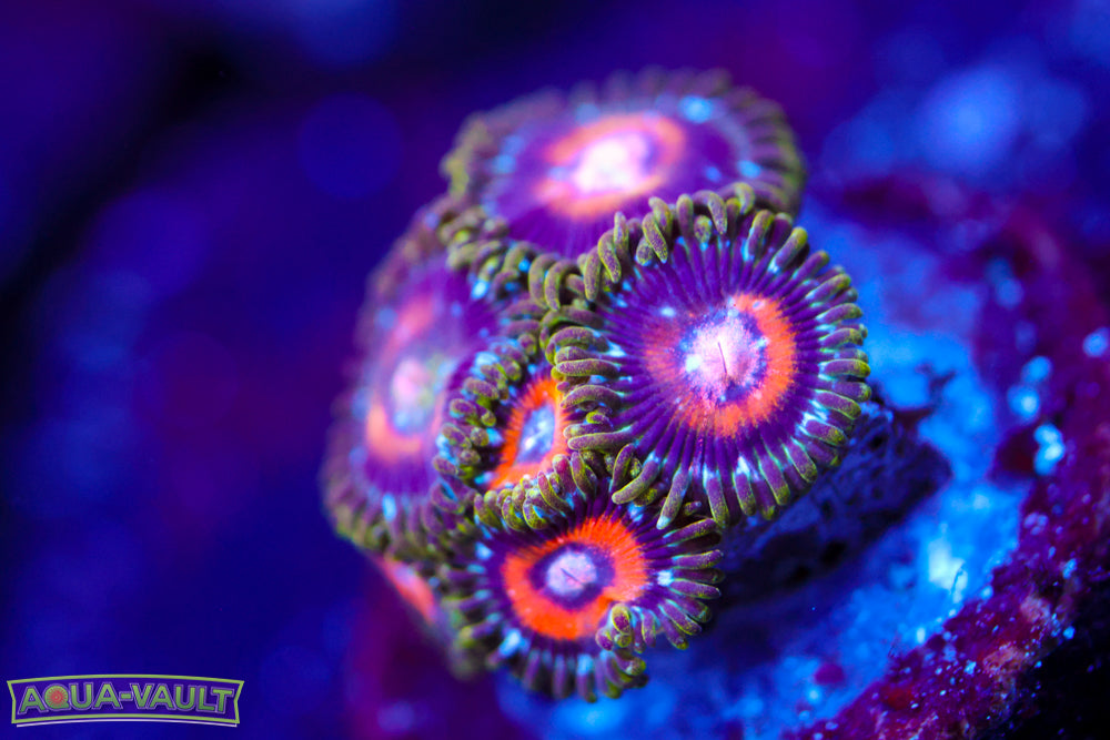 Ultra Nipple Zoa 2
