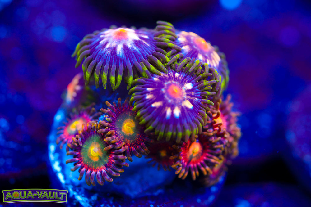 Laser Lemon + JF Star Gazer Zoa