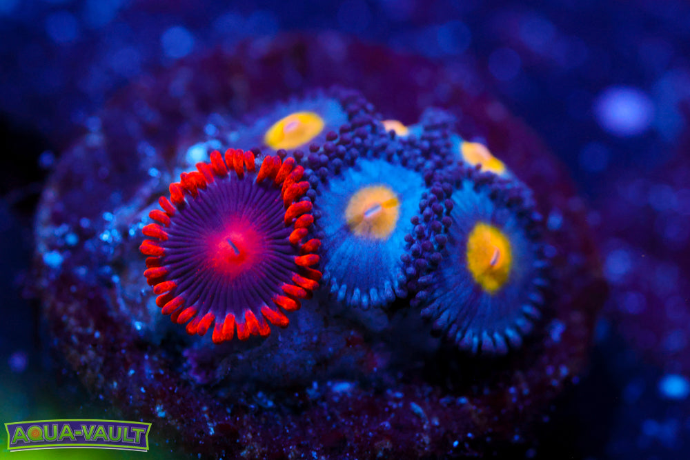 Bam Bam + WWC AOI Zoas