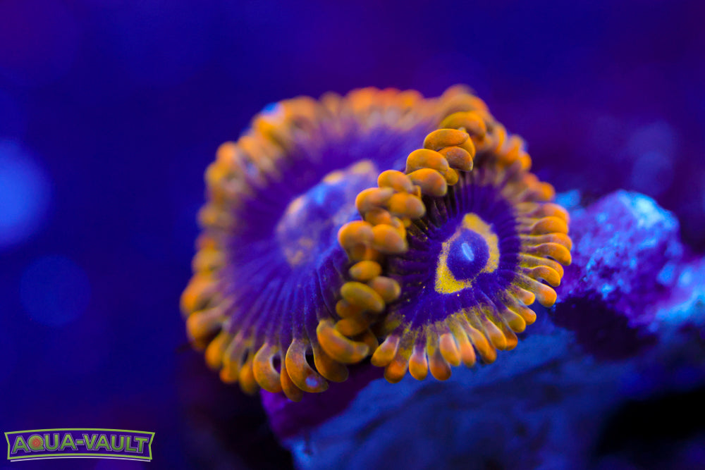 Yoda Zoa 1