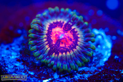 Pirates Blood Zoa $$$$