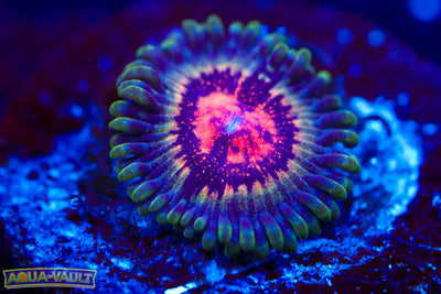 Pirates Blood Zoa $$$$