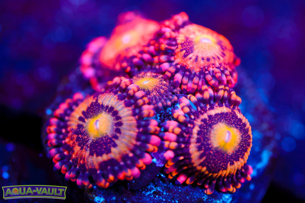 JF Crybaby Zoa 1