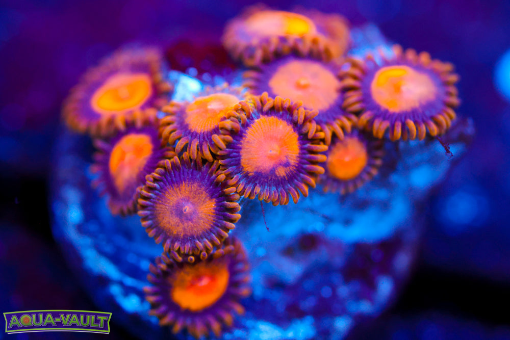 Sunflower Zoa 2