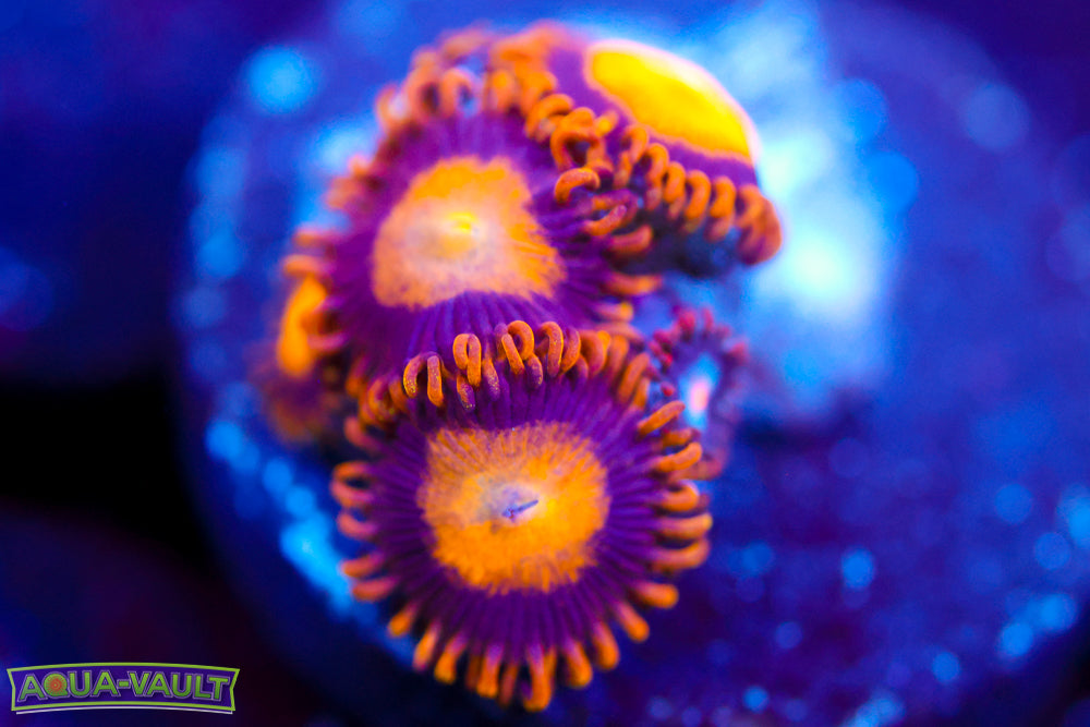 King Midas Zoa