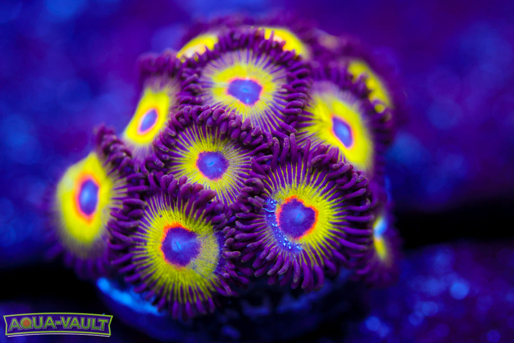 Bob Marley Zoa 1