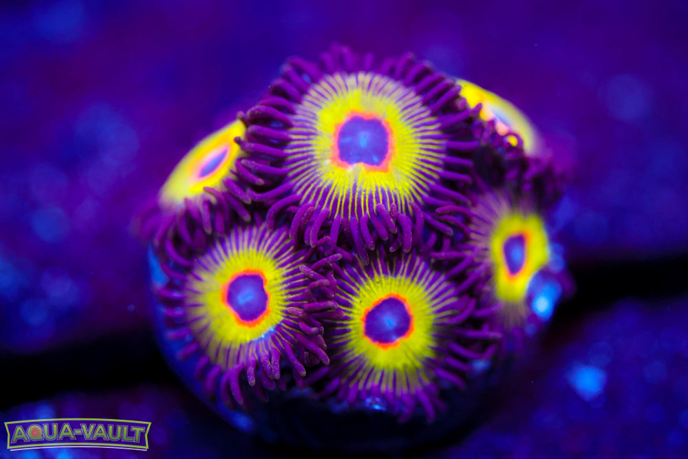 Bob Marley Zoa 2