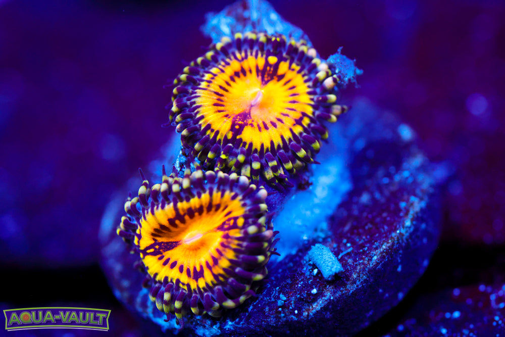 GB Butt Muncher Zoa 1