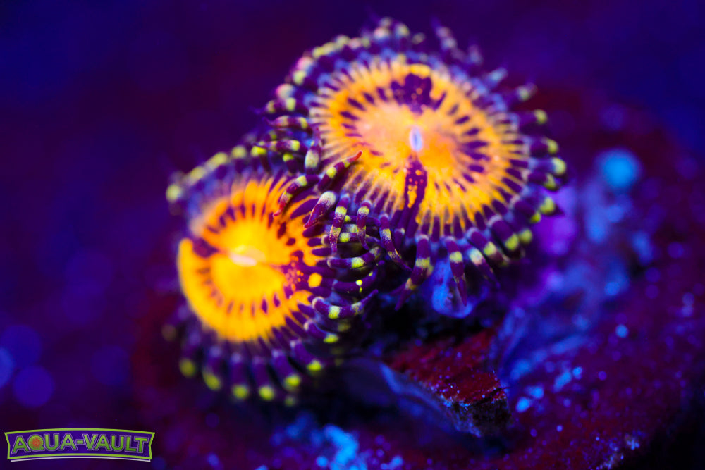 GB Butt Muncher Zoa 2