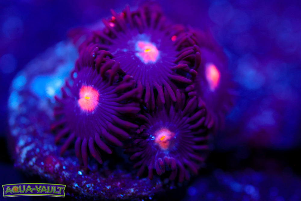 JPS Mystique Zoa