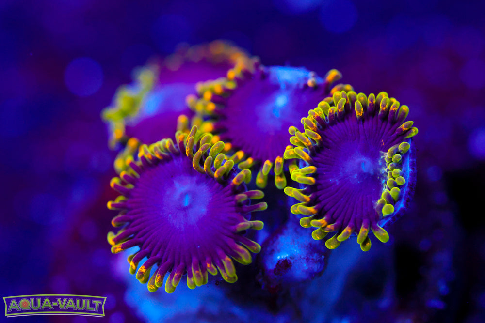 Joker Hornet Zoa 2