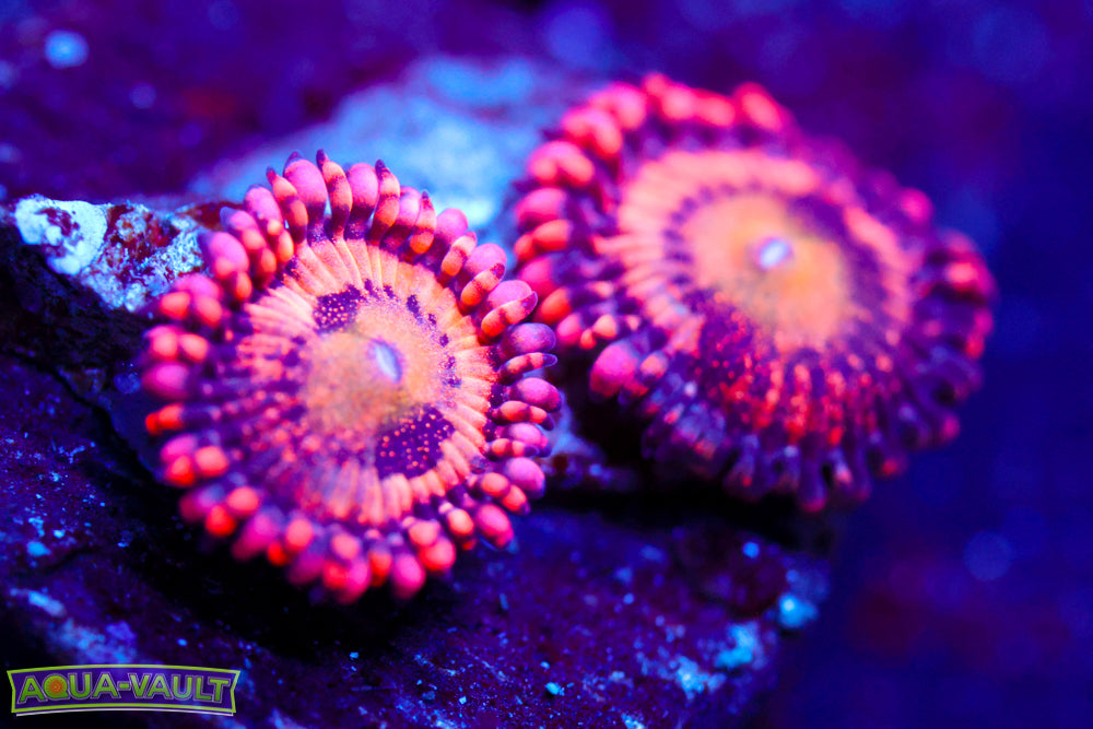 JF Crybaby Zoa 2