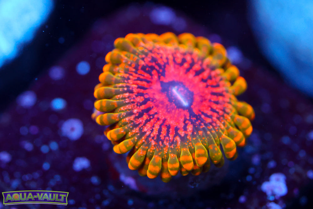 Grand Master Krak Zoa $$$$$