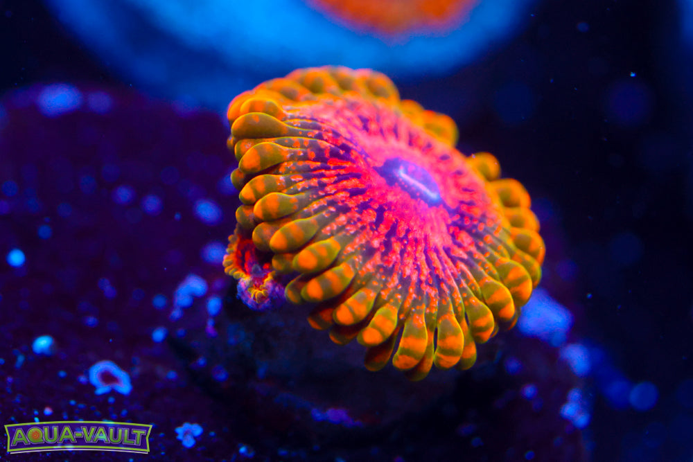 Grand Master Krak Zoa $$$$$