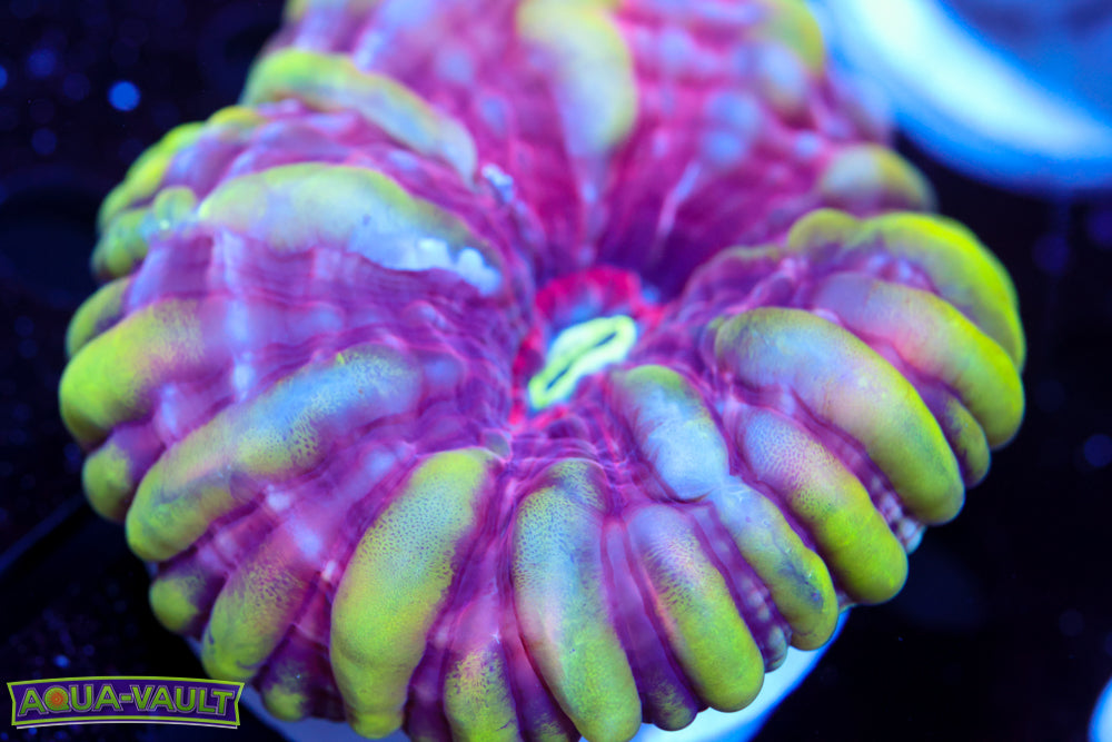 Bulls Eye Rainbow Cynarina