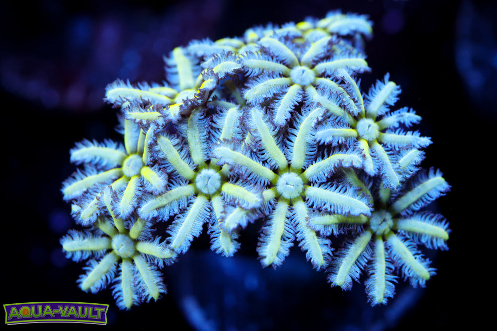 Reuinion Flower Pipe Organ 1