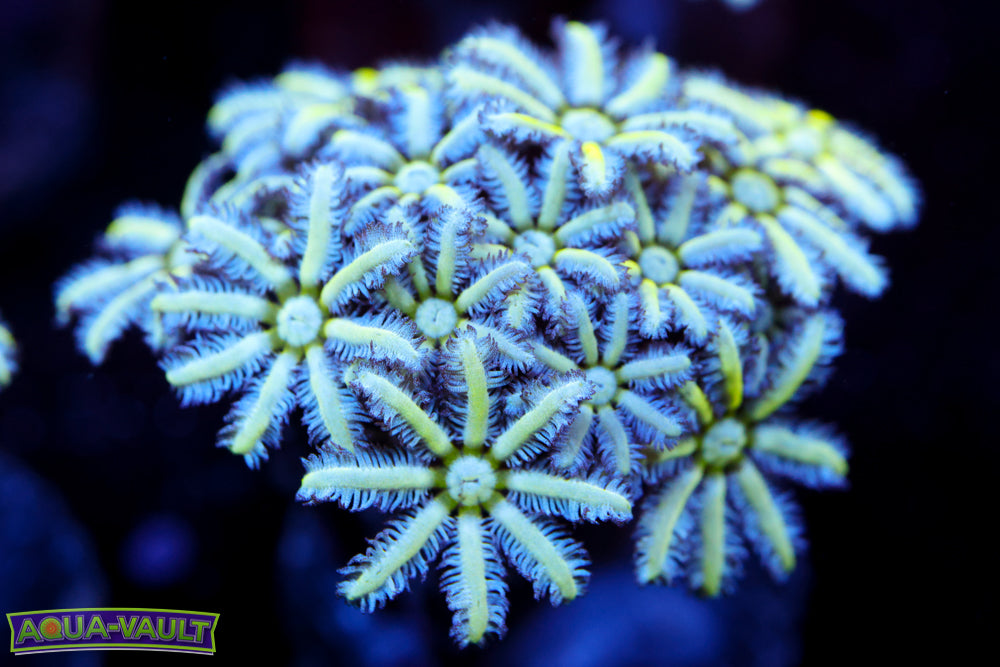 Reuinion Flower Pipe Organ 2