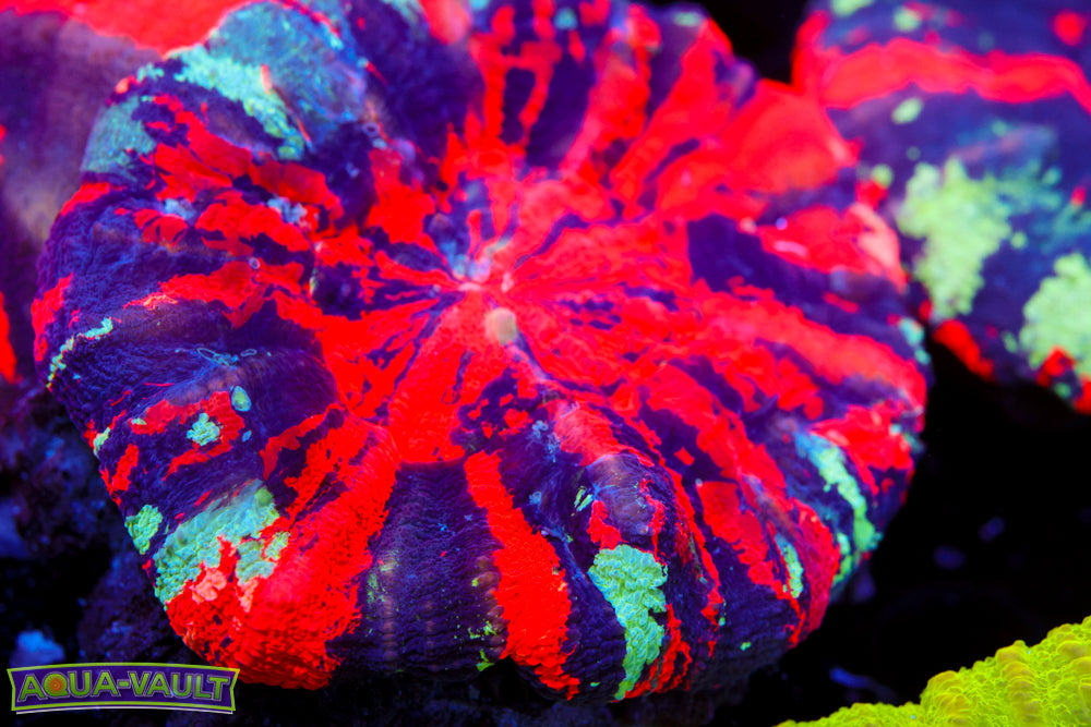 Ultra Warpaint Scoly $$$$$