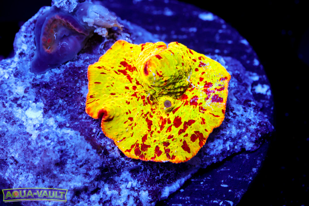 Jawbreaker Eclectus Mushroom XL size plug