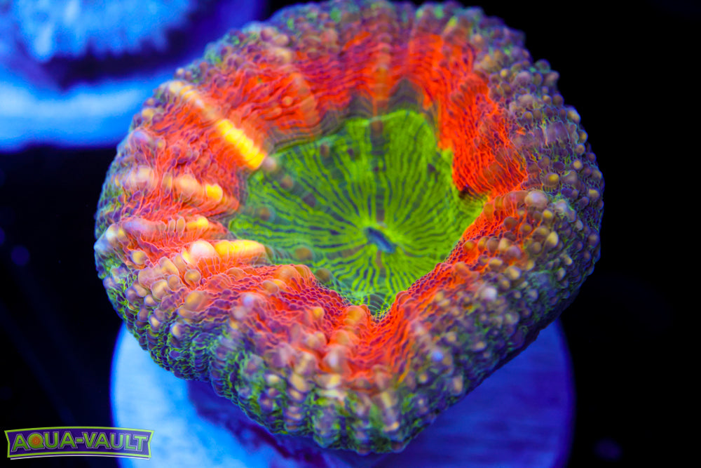 Reverse Watermelon Lobo