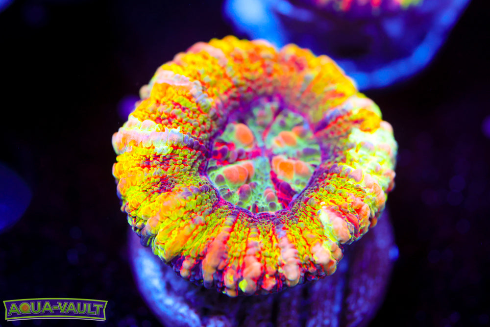 Sunbeam MASTER Button Scoly