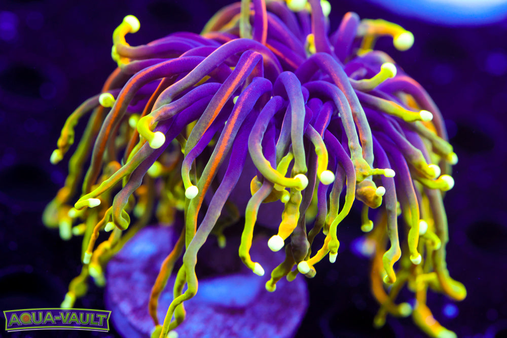 Ultra Dragon Soul Torch