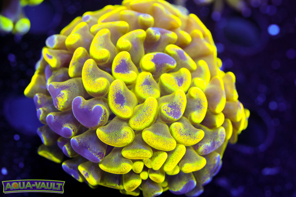 Yellow Splatter Hammer