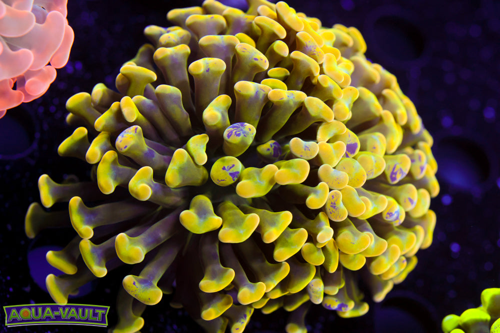 False Yellow Splatter Hammer