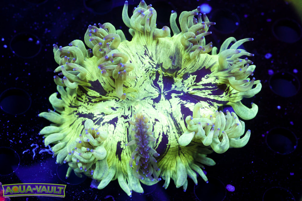 Splat Elegance Coral