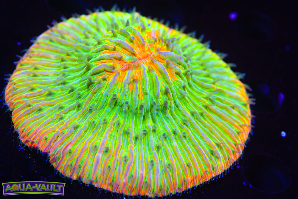 Toxic Take Over Plate