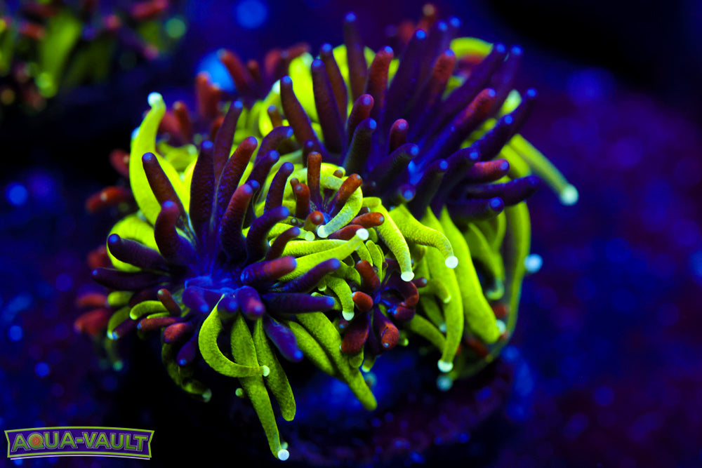 Sonic The Hedgehog Galaxea 3