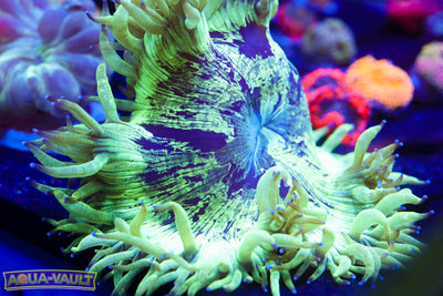 Cosmos Elegance Coral 3"+