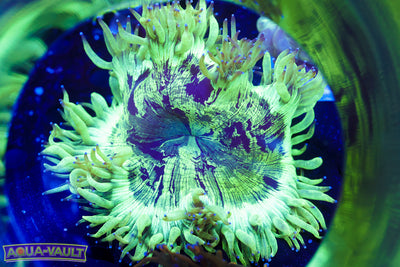 Cosmos Elegance Coral 3"+