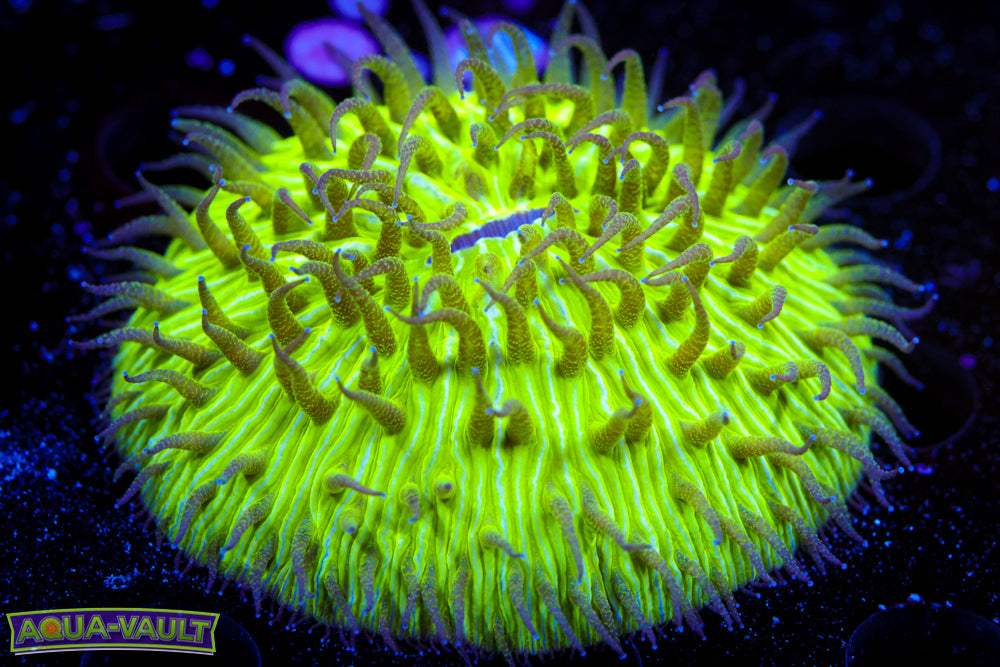 Toxic Dome Plate Coral