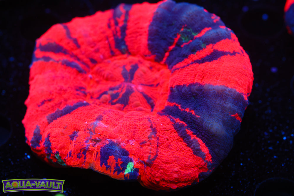 Reverse Warpaint Scoly 2.5-3"